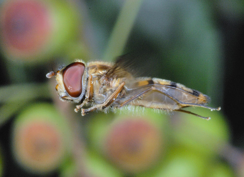 Queste vi consiglio proprio di guardarle!